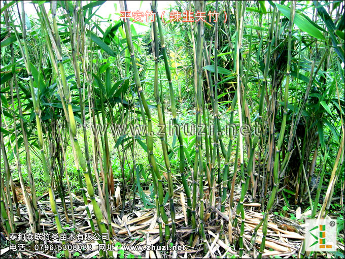 混生竹類(lèi)生物學(xué)特性